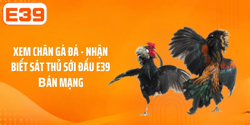 Xem Chân Gà Đá - Nhận Biết Sát Thủ Sới Đấu E39 Вán Mạng